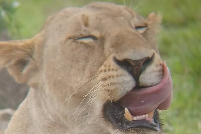Elephant Safari Tanzania 4 Days **Sustainable Approach to Travel