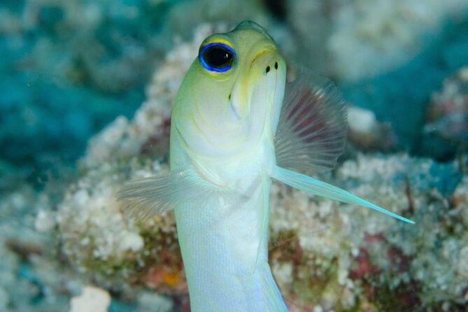 Embark on a Professional and Passionate Scuba Diving Adventure!