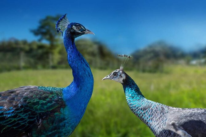 Entrance Ticket to the Farm of Hacienda Orosi - Location and Hours