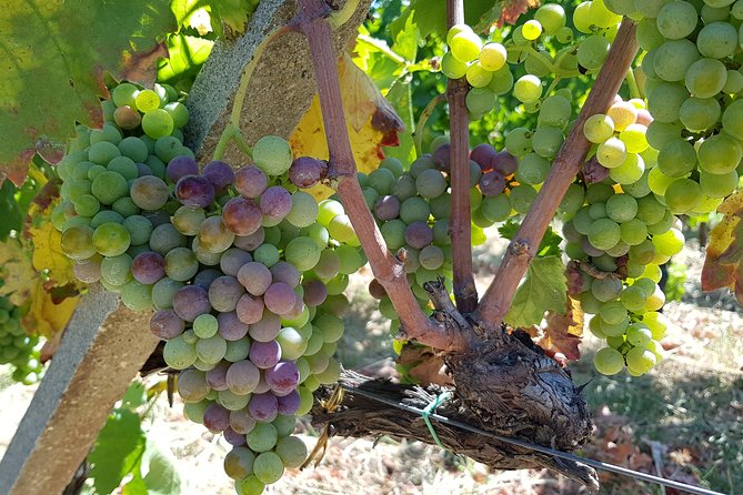 Etna DOC & Organic Wine Tasting and Tour of the 1815 Historic Winery - Pricing and Availability