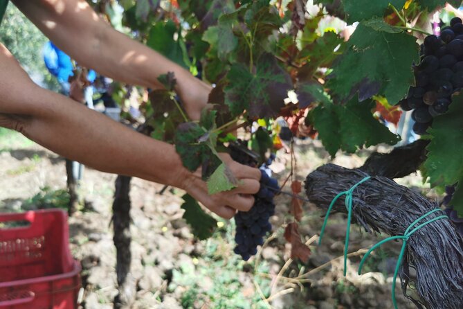 Etna Wine And Taormina From Messina
