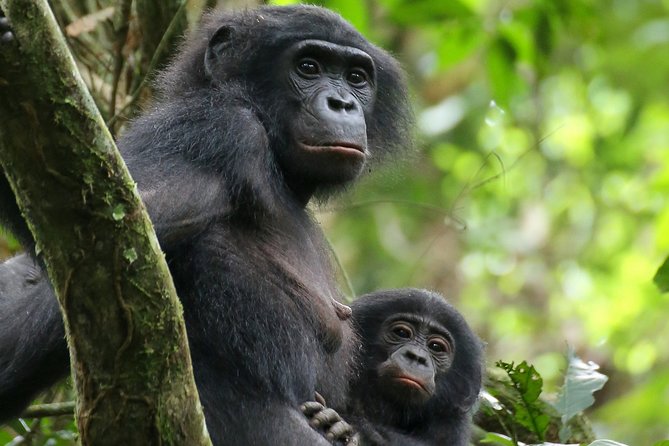 Exclusive Lola Ya Bonobo Sanctuary Tour - Pricing Details