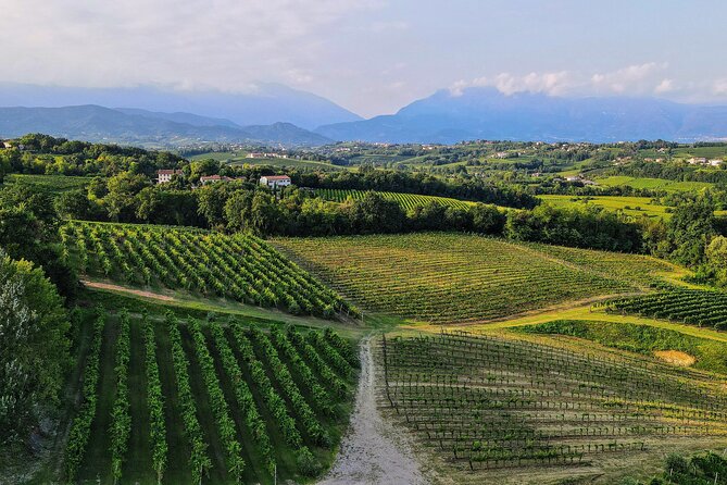 Exclusive Tour of the Vineyards With Visit to the Cellar!