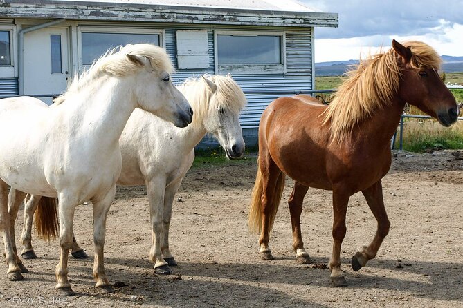 Experience Countryside of Iceland by Horseback Riding
