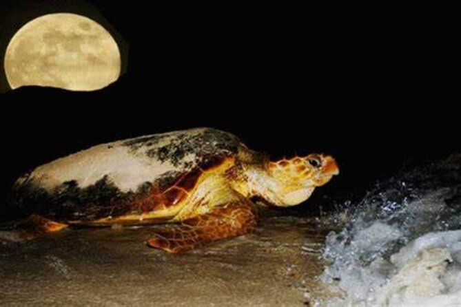 Experience With Sea Turtles in Boavista