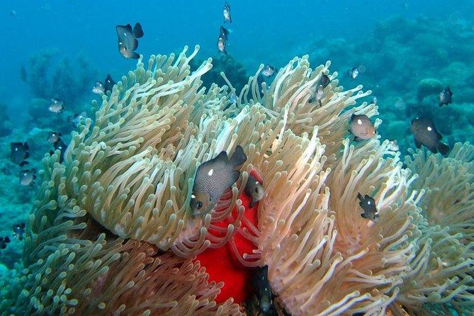 Exploration Dives for Experienced Divers