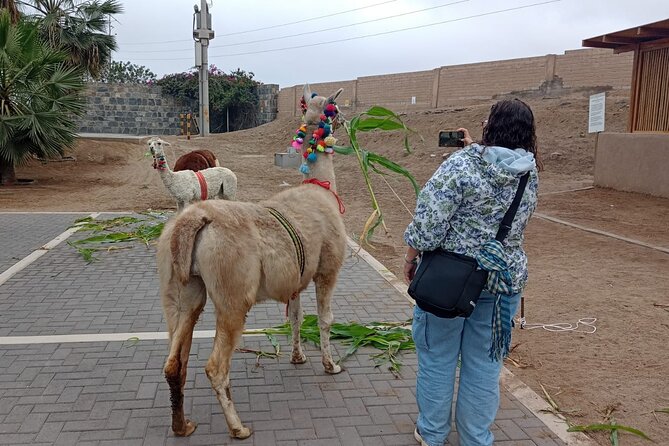 Explore Pachacamac Sanctuary and Its Pyramids
