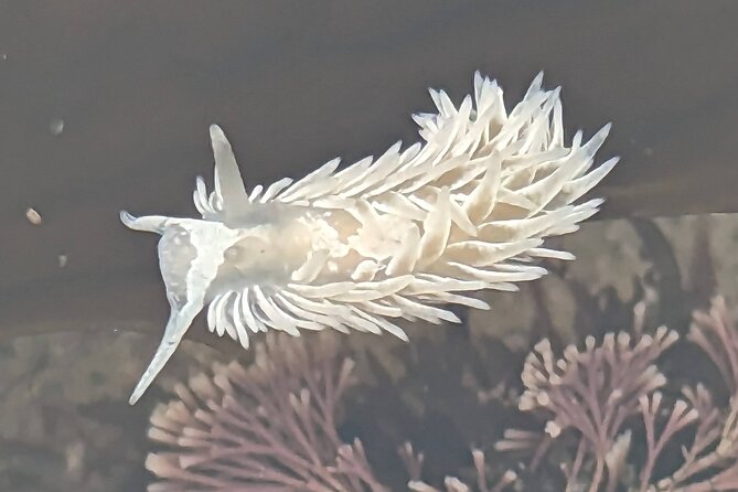Explore San Diego Tide Pools With a Marine Biologist - What to Expect on the Tour