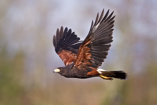 Falconry Experience in Tuscany