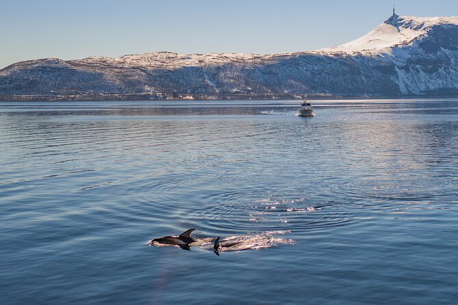 Fjord Safari in the Altafjord - Tour Overview