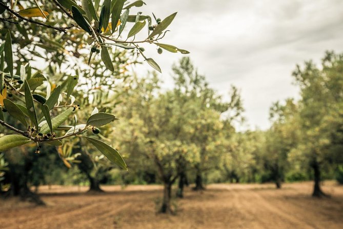 Food and Wine Tour of San Vito Chietino