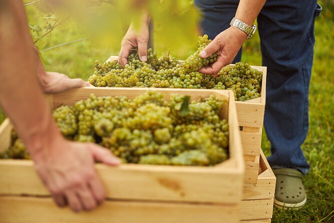 Franciacorta Winery Experience Review Travel Buddies