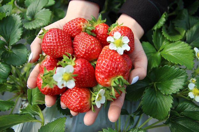 From Seoul: Taean Tulip Festival & Strawberry Picking Day Tour