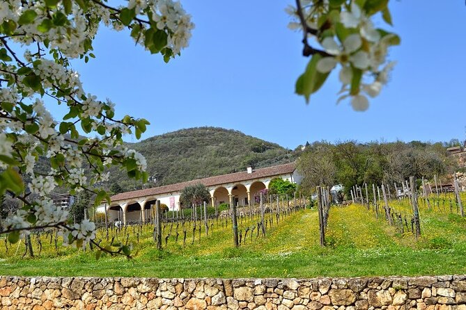 From Verona: Prosecco & Classic Method Sparkling Wine Tour, With Light Lunch - Tour Overview