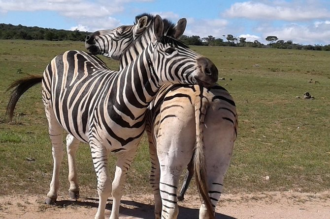 Full Day Addo Elephant National Park Safari Wit BBQ:Thentic Tours