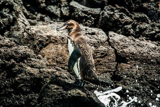 Full Day Bartolome Island & Sullivan Bay
