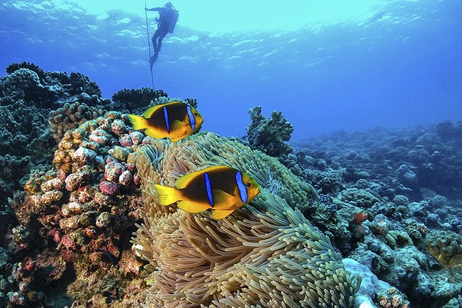 Full-Day Catalina Island Scuba Diving Tour From La Romana - Tour Overview