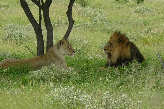 Full Day Chobe Game Drive, Guided Tour of Falls & 15 Mins Helicopter Flight - Tour Overview