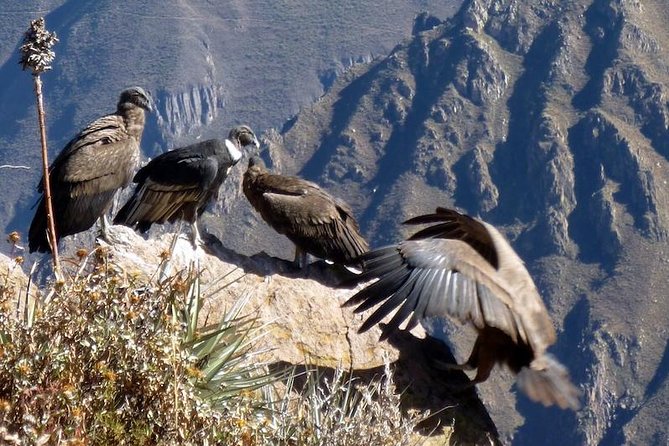Full Day Colca Canyon Tour From Arequipa - Early Morning Departure