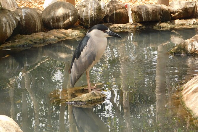 Full Day for Bird Watching With Visit to Isla Baru