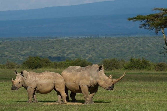 Full Day - Hluhluwe Imfolozi Game Reserve 1 Day Tour From Durban - Transportation and Logistics