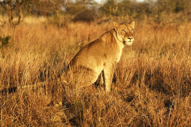 Full Day Kruger Park Wildlife Safari From Hoedspruit