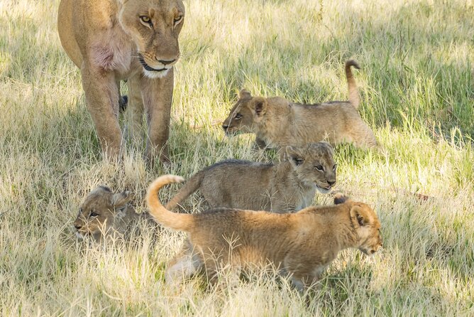 Full Day Private Pilanesberg Open Vehicle Safari