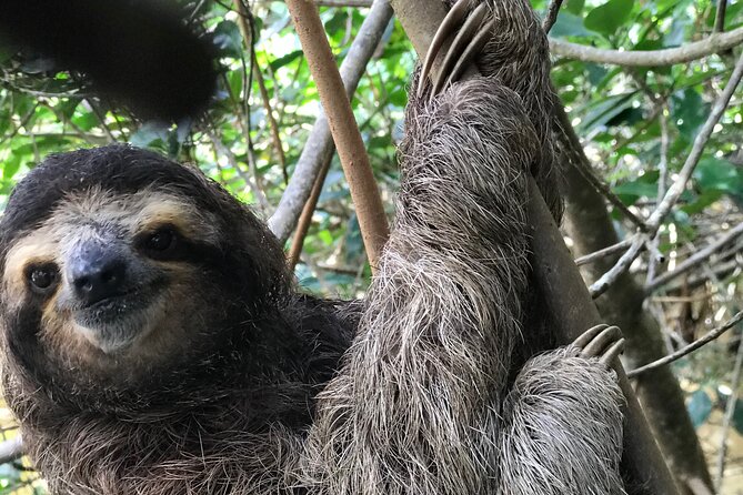 Full Day Private Tortuguero Canal and Zipline Adventure in Limon