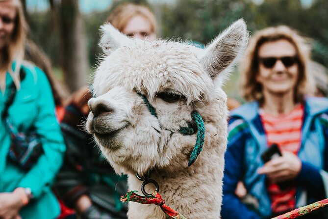 Full Day Private Tour to Chimborazo and La Moya Community - Tour Overview