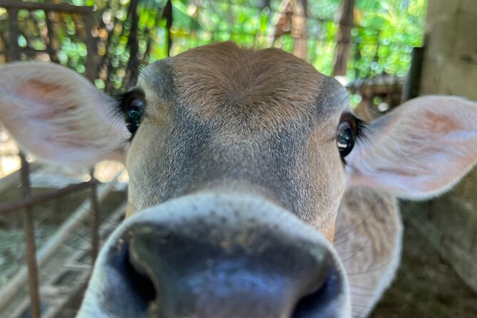 Full Day Safari Experience and Buggies From Punta Cana