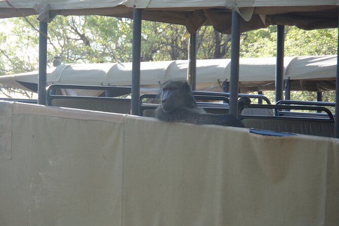 Full Day Safari From Johannesburg – Pilanesberg Nature Reserve