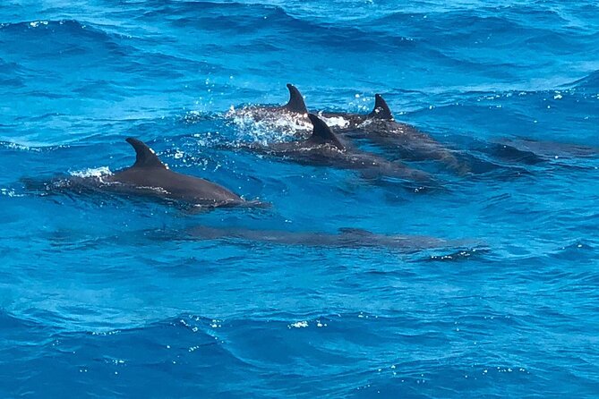Full-Day Sea Trip With Dolphins and Snorkeling in Red Sea