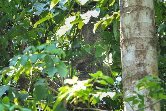 Full Day Tour Manuel Antonio National Park From San José