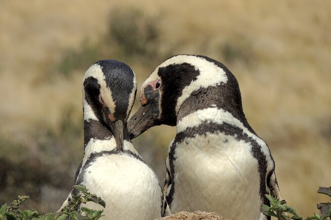 Full Day Tour Penguin Walk in Punta Tombo