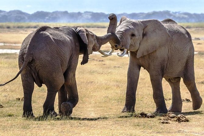 Full Day Tour to Amboseli National Park