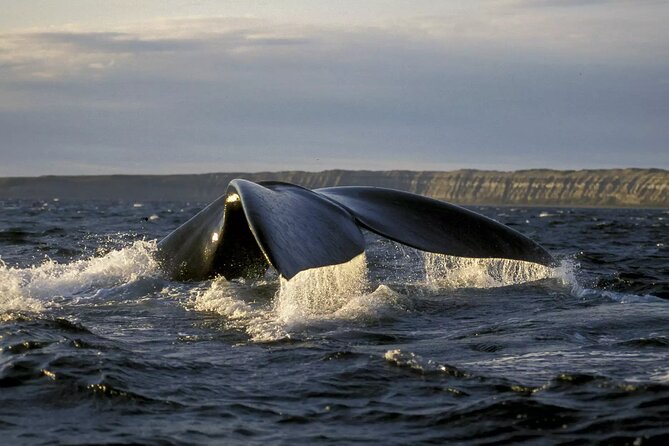 Full Day Whale Watching From Puerto Madryn - Overview of the Tour