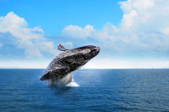 Full-Day Whale Watching Tour in Samana Bay From Cabeza De Toro