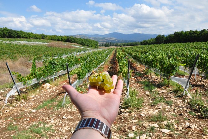 Full-Day Wine Tour From Istanbul - Itinerary Highlights
