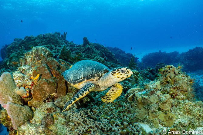 Fundiving in Cozumel – by Ferry – 2 Tanks in the Wonderful Caribbean Sea