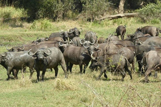 Game Drive and Rhino Viewing Safari - Highlights of the Safari