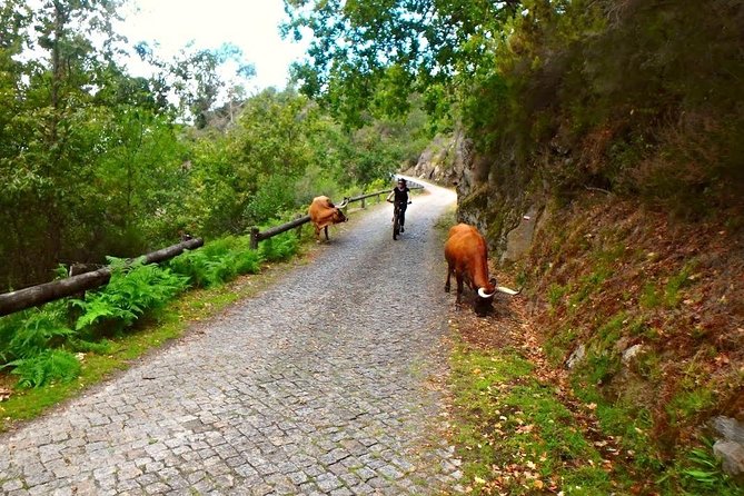 Geres Small-Group Mountain E-Bike Tour  – Braga