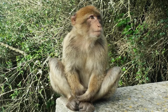 Gibraltar Private Tour From Marbella or Malaga