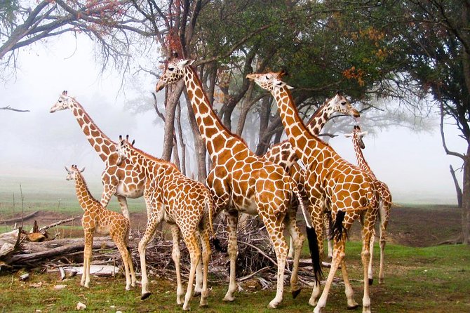 Giraffe Centre, Elephant Orphanage, National Museum & Beads Center - Tour Overview