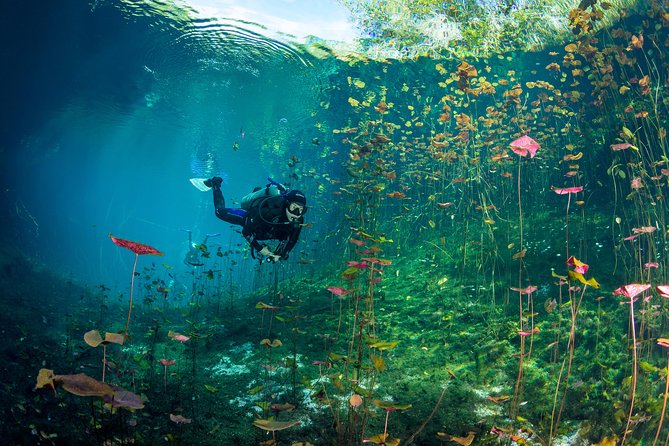 Go Dive Cenotes in Tulum