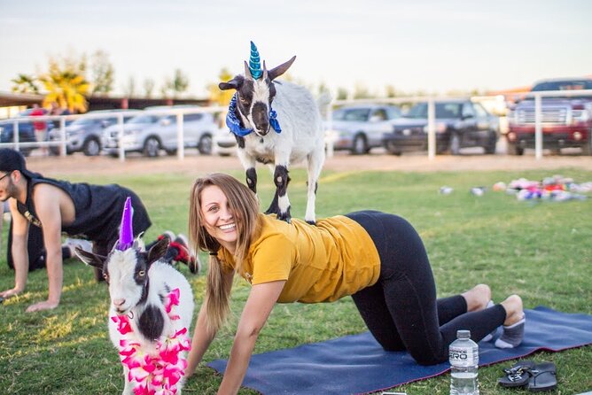 Goat and Alpaca Yoga Gilbert Arizona