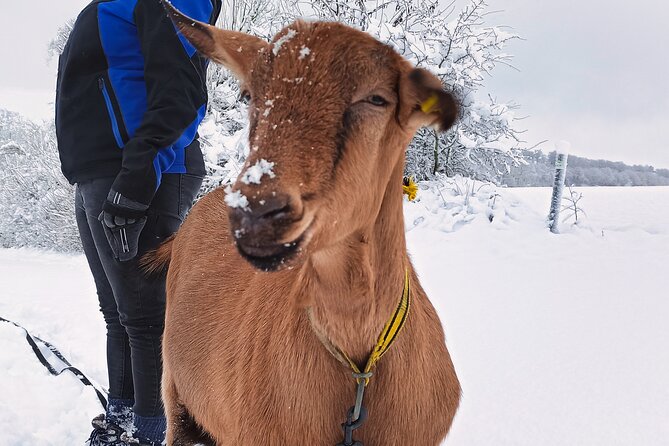 Goat Hike on the Vulkanhof in Gillenfeld - Pricing and Value