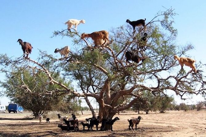 Goats on the Tree Trip From Agadir & Taghazout