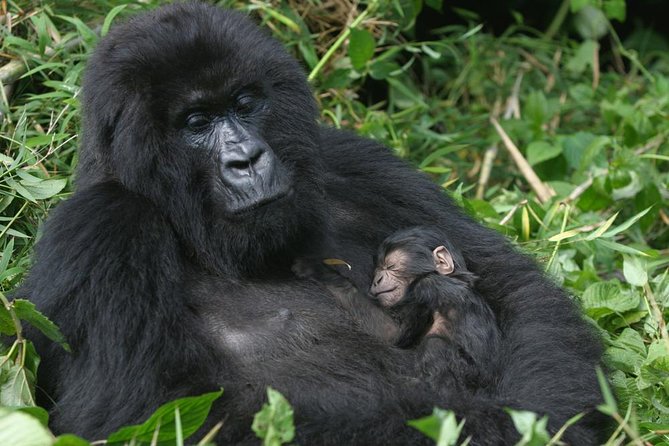 Gorilla Tracking & Batwa Culture Experience