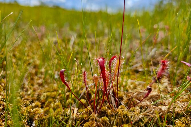 Great Bog Discovery With Optional Sunrise & Jūrmala Visit