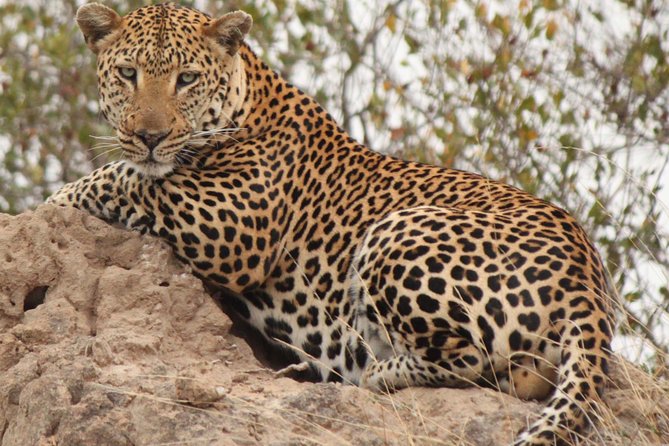 Greater Kruger National Park 4 Day Safari at a Private Game Lodge - Safari Overview